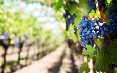 Cáritas La Rioja pone en marcha su campaña de atención a temporeros